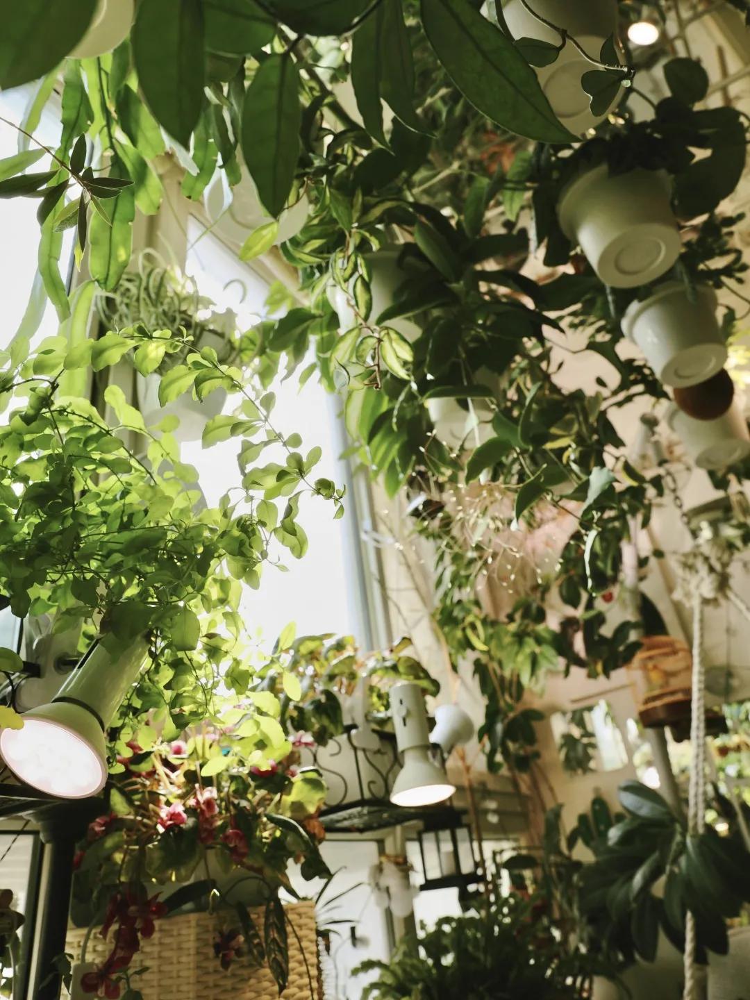 没花园怎么种花？从东北到广东，4位大神在室内种出植物园，绝美