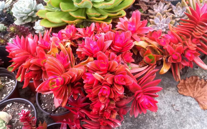 多肉火祭怎么养叶子圆润,多肉火祭叶片干瘪厉害