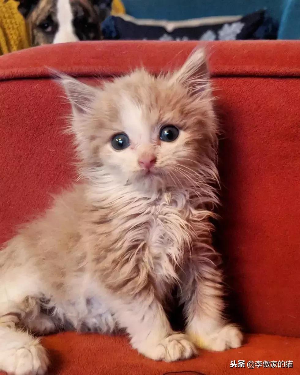 幸运的小小猫,幸运的猫咪全集