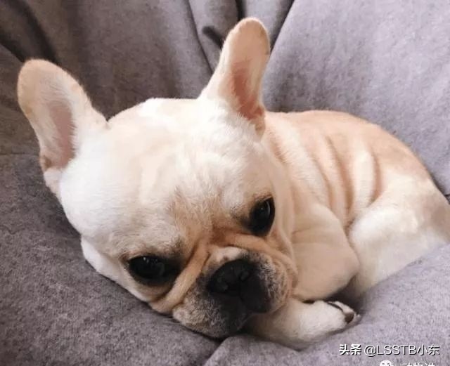 法国斗牛犬怎样才能不得病,斗牛犬掉毛严重怎么办