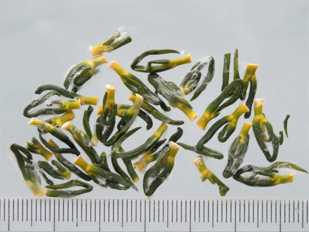 中药材莲子心,中药材莲子的用量