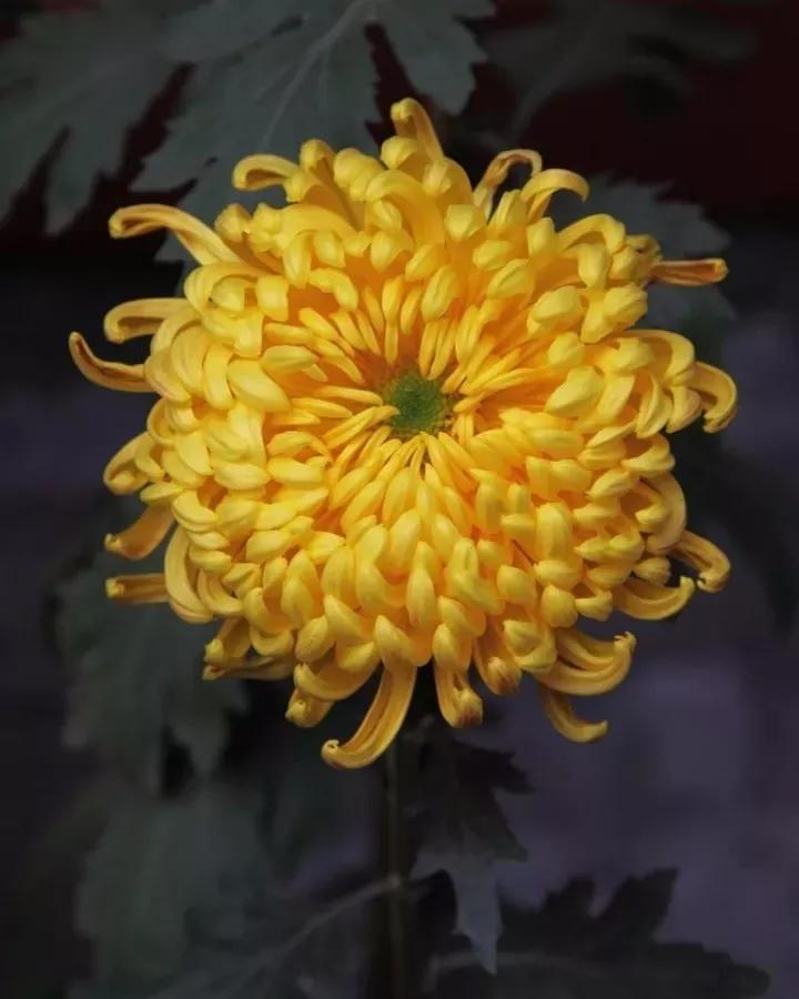 花中四君子为何是梅兰竹菊,花中四君子梅兰竹菊的顺序