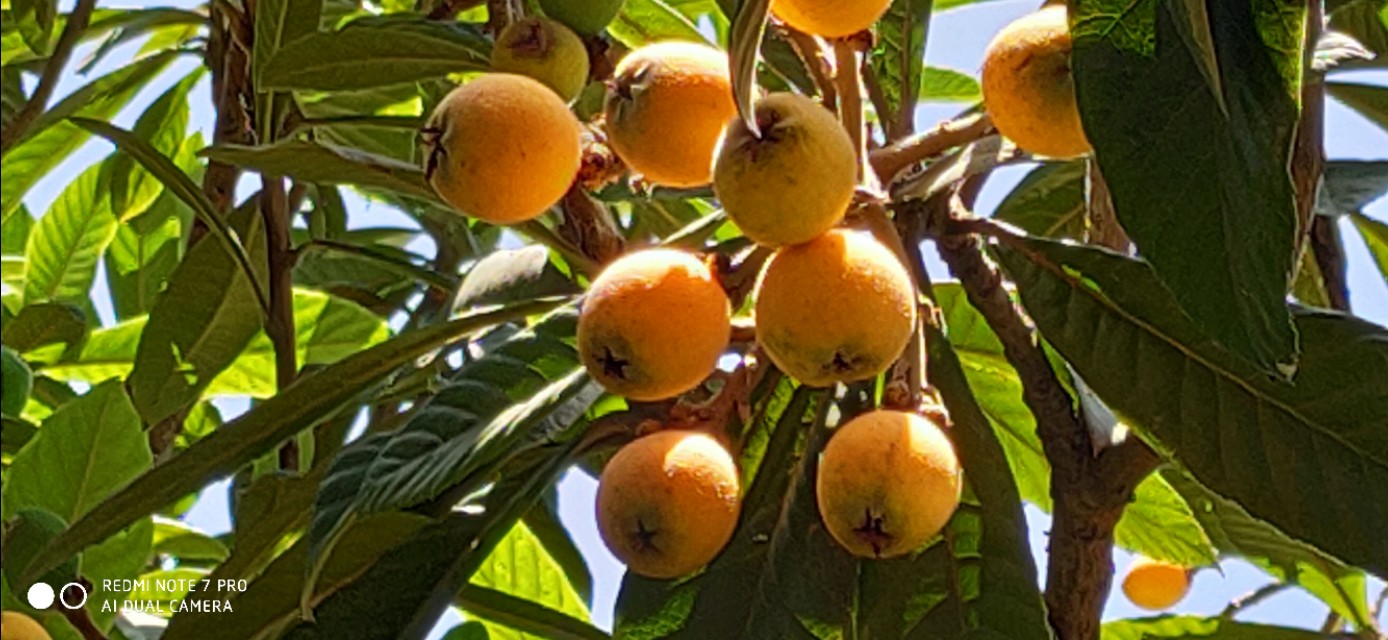 家乡的枇杷黄了,临安哪里有枇杷