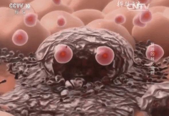 央视特别报道：“复活的NK细胞”—揭示免疫力下降的真相