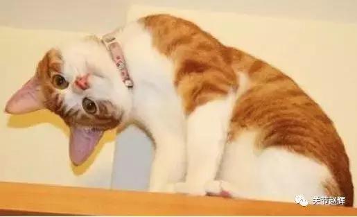 名医一个动作快速解决落枕,赵辉骨科医生