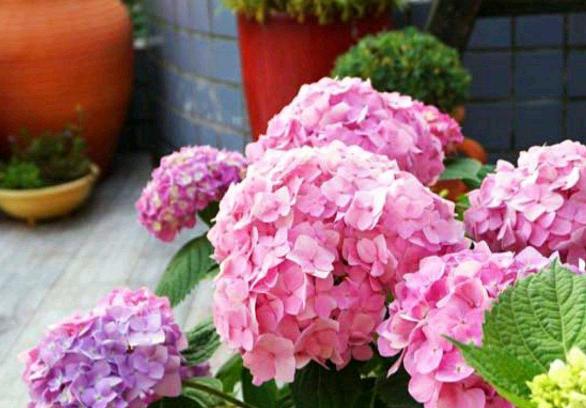 丝瓜养花,老丝瓜有什么用