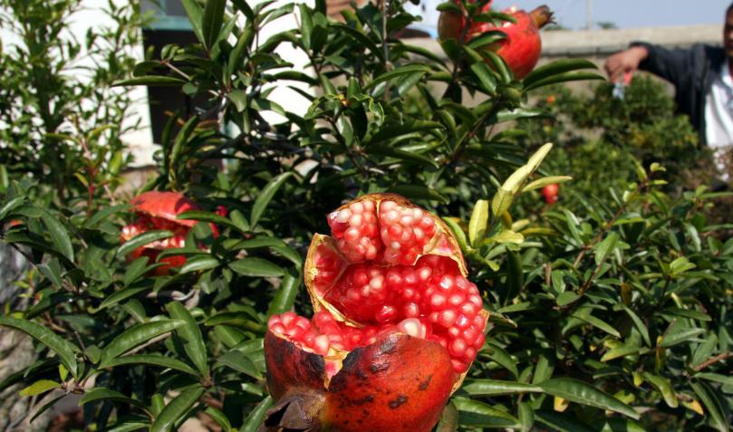 石榴树裂果管理方法,防石榴裂果最简单的方法