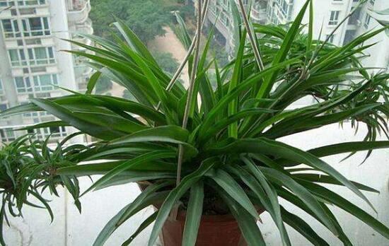 吊兰叶子发黄原因和解决方法,吊兰叶子发黄吊兰喷营养液好吗