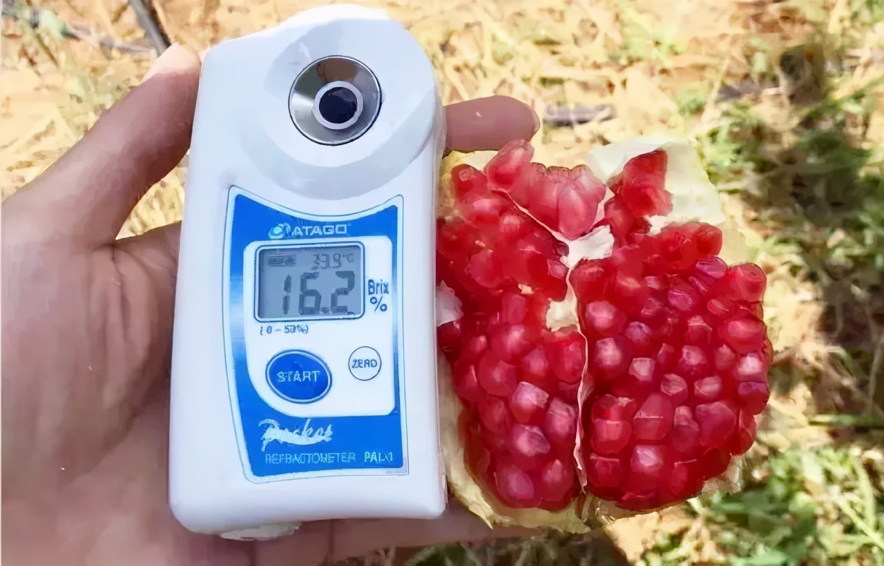 超甜不用吐籽的石榴你吃了吗,不用吐籽的石榴不白吃