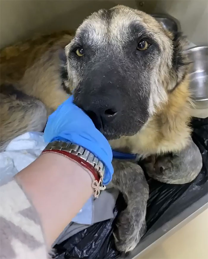 无良的犬舍,无良狗舍金毛是怎么培育出来的