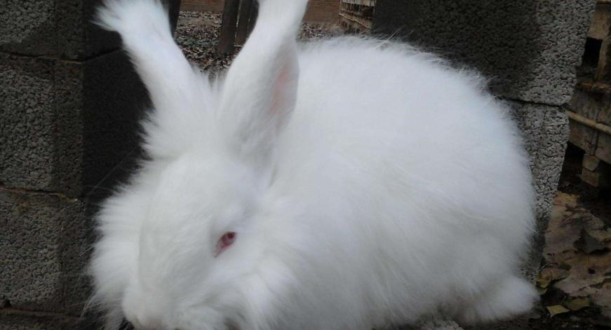 养殖长毛兔前景如何,养殖长毛兔