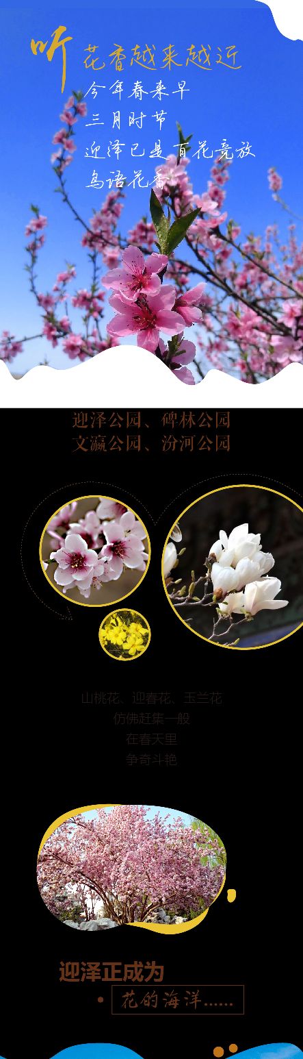 太原迎泽公园3月份看花,迎泽公园看花