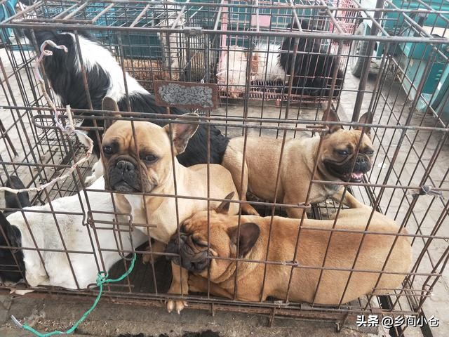 开封狗品种大全,开封狗市是中国最大的吗