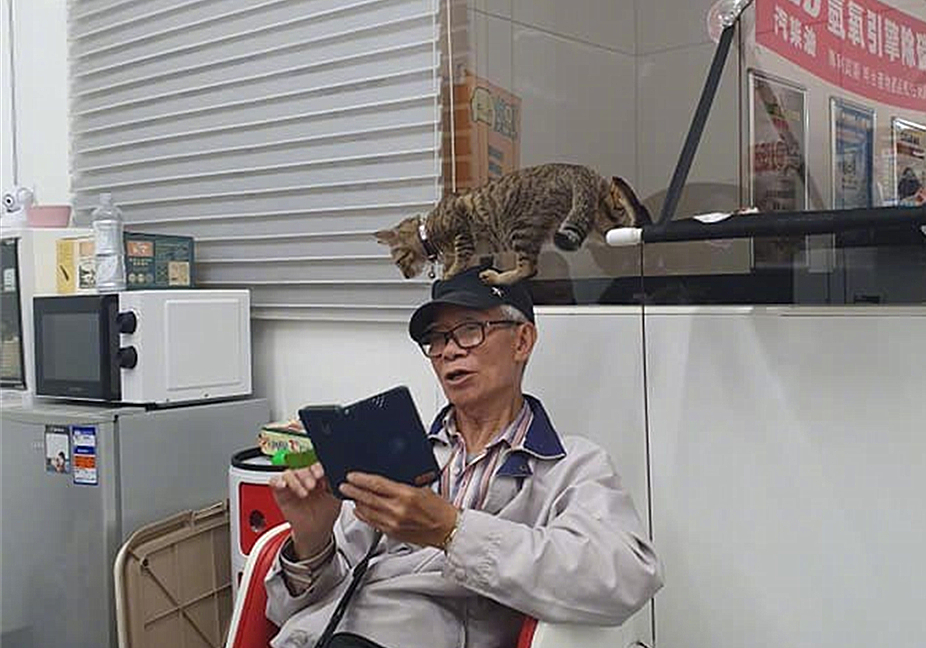 爷爷养的狸花猫粘我,爷爷养的狸花猫抓老鼠