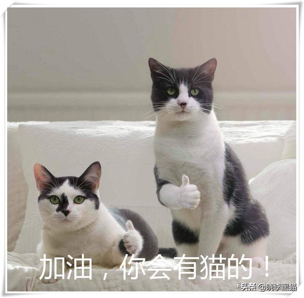 怎样知道你适不适合养猫,怎么判断自己适不适合养猫