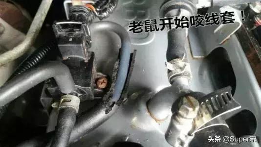 地下车库停车老鼠会不会钻到车里,老鼠进车里从哪里进去的怎么预防