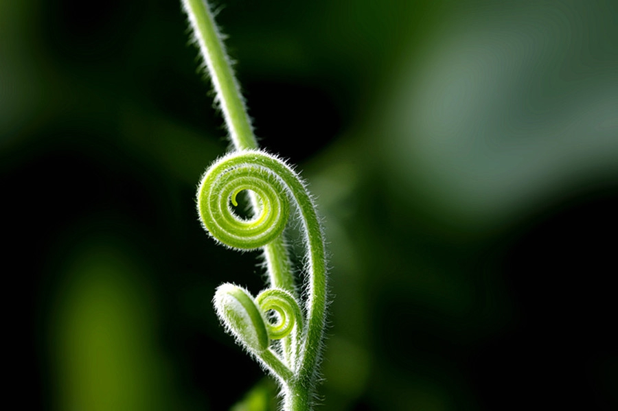 扫落叶优美诗句,扫落叶的诗句