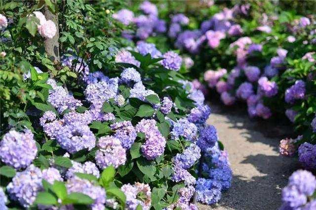 成都必去大景点攻略推荐,成都各大景点详细攻略一览