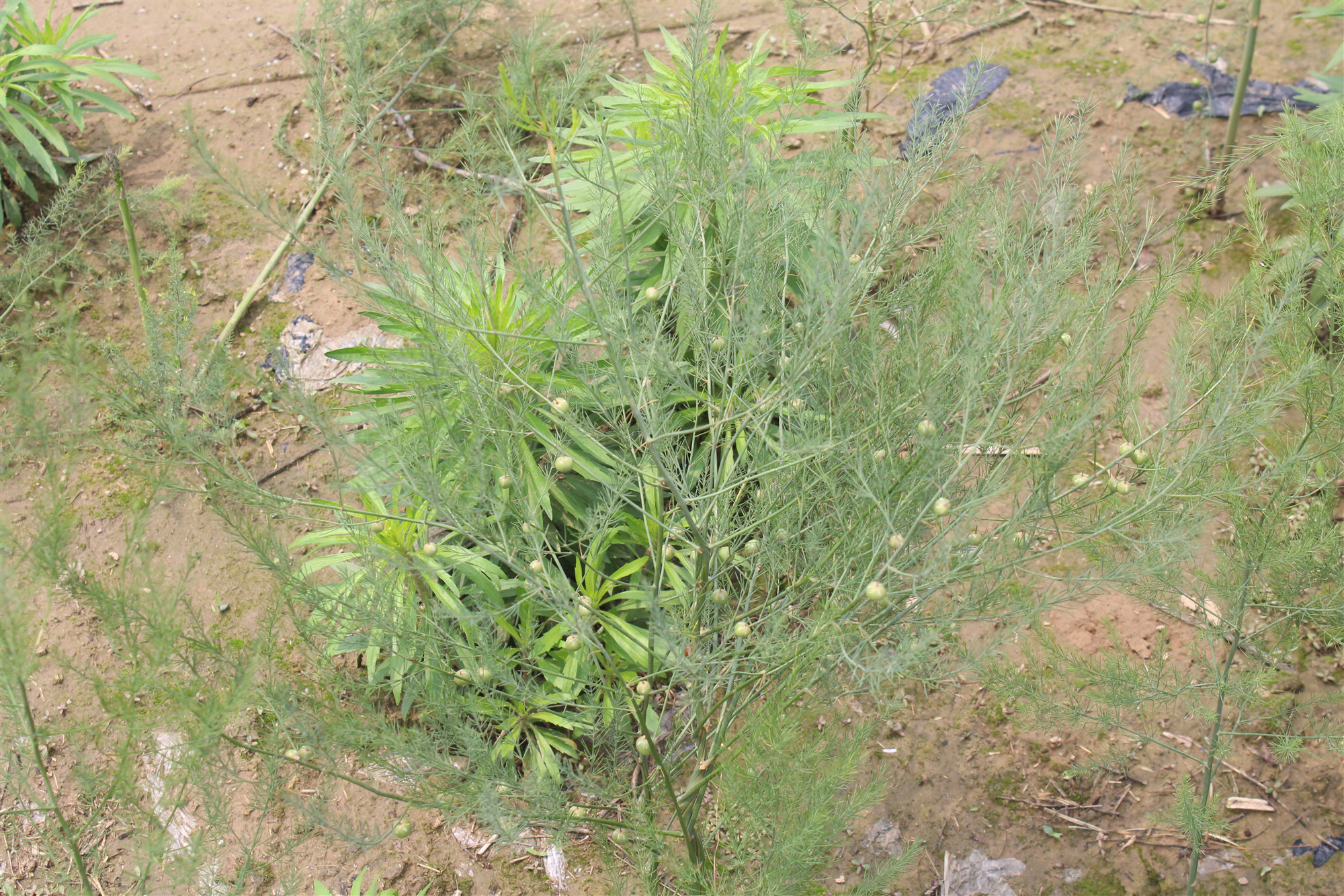 野生石刁柏图片大全,石刁柏果实的功效与作用