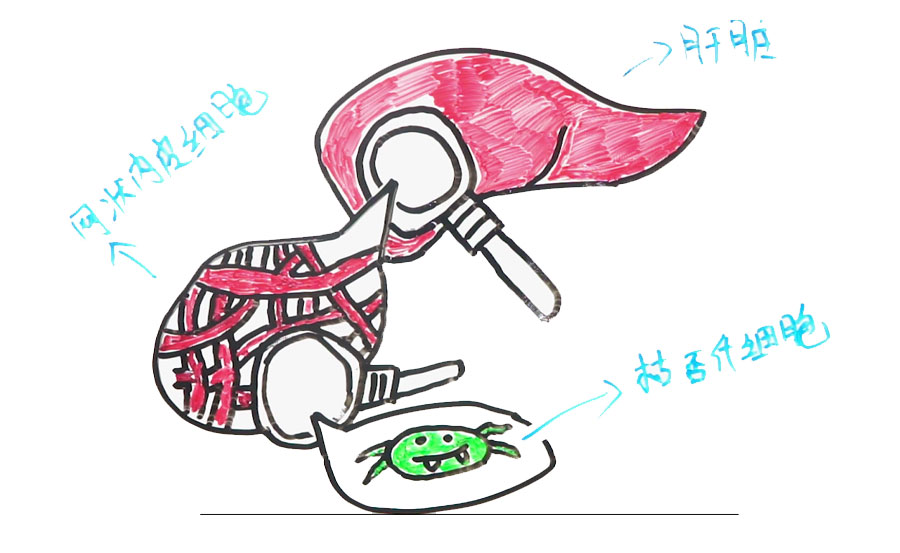 喝啥茶对肝脏排毒最快,科普肝脏是怎么排毒的