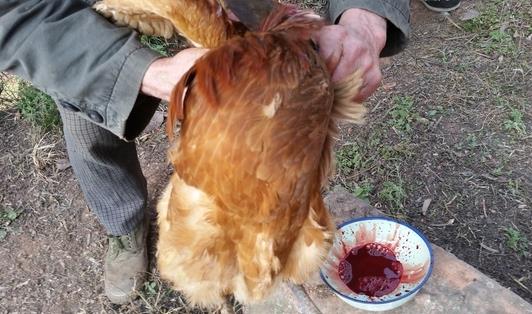 杀鸡最佳水温62度,杀鸡水温正常控制在多少