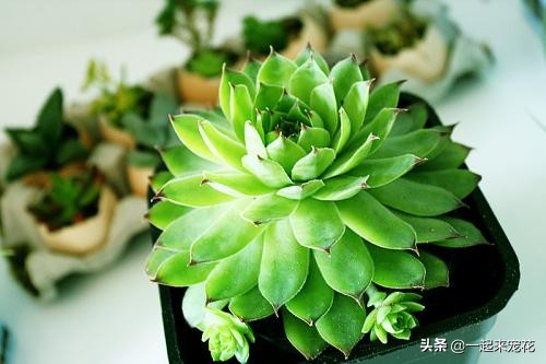 多肉长小黑虫用什么药,多肉长小白虫倒点碘伏行吗