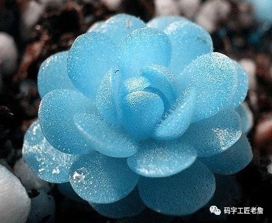 北京新发地花卉创意园,北京城南创意花卉园