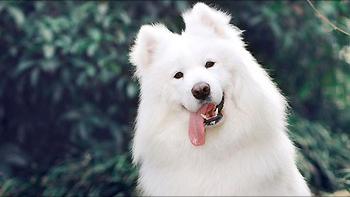 这些狗是“笑面狗”,它犯错了,你也不舍得打