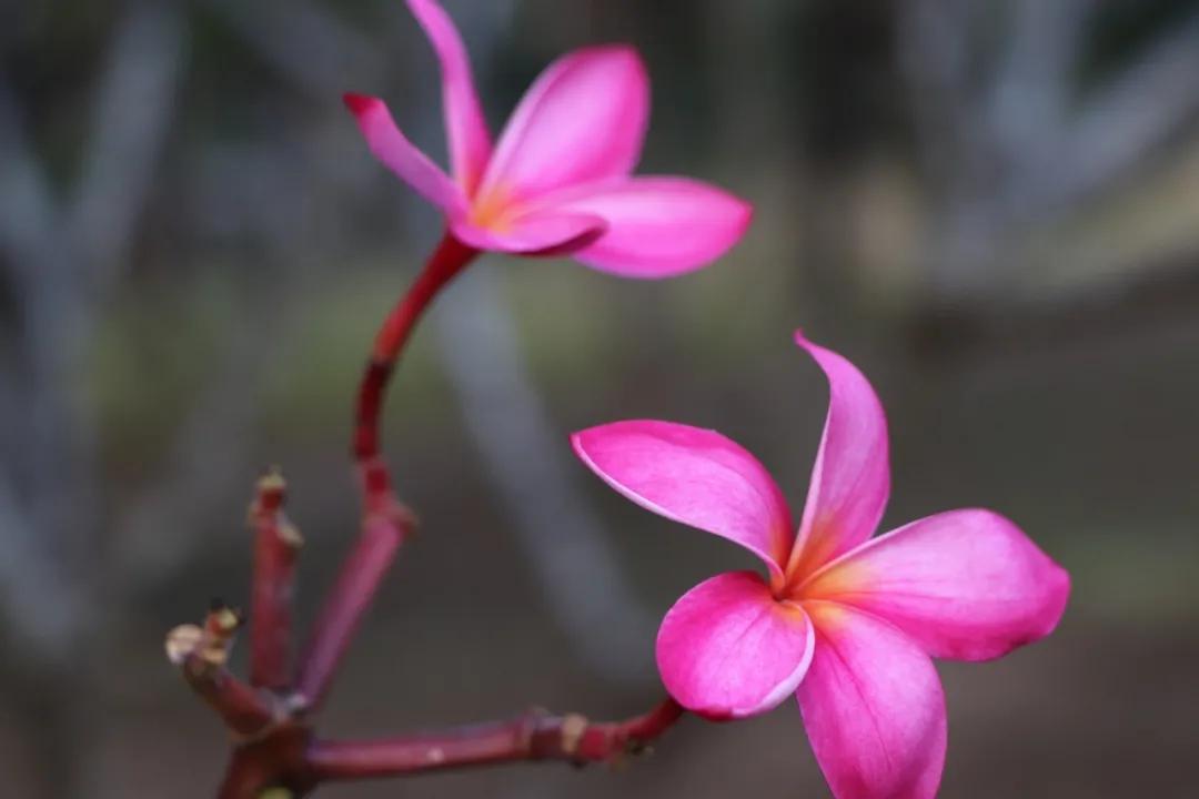 静谧角落香云纱,静谧角落视频