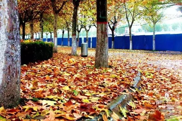 西法大青春力量,西法大