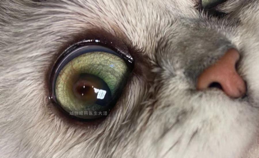 猫咪角膜腐骨脱落的时候会流血吗,猫咪角膜腐骨保守治疗过程