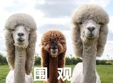 红腰子雅诗兰黛精华,红腰子和雅诗兰黛小棕瓶区别