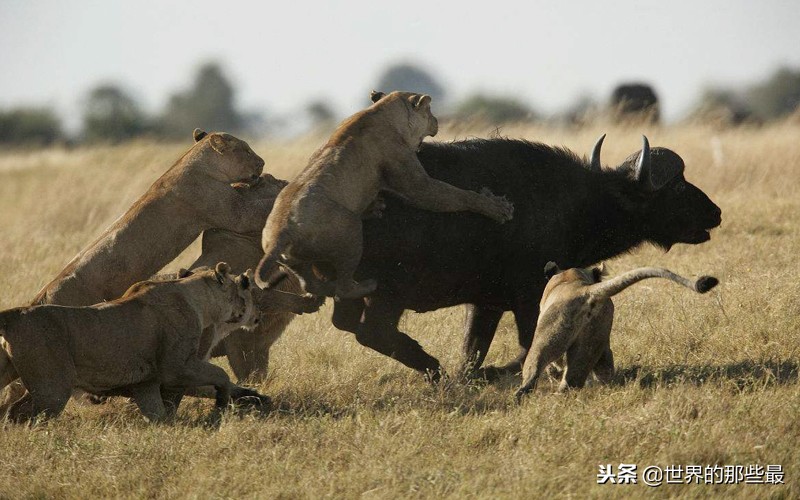野牛为什么容易受到狮群攻击,野牛能战胜狮子吗