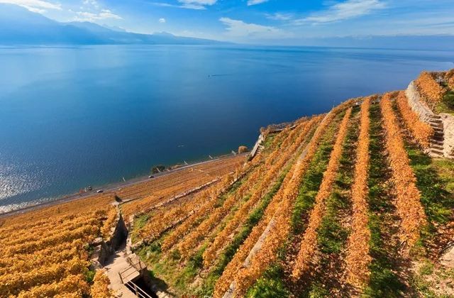 酒窖酒柜定制家用高端大气,高端酒柜酒窖展示