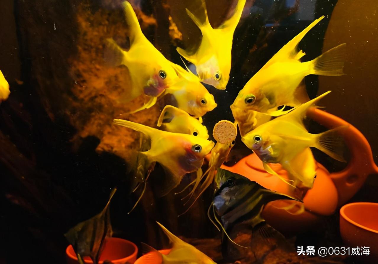 沉木水草缸如何解决黄水,水草缸的黄水可以用什么过滤