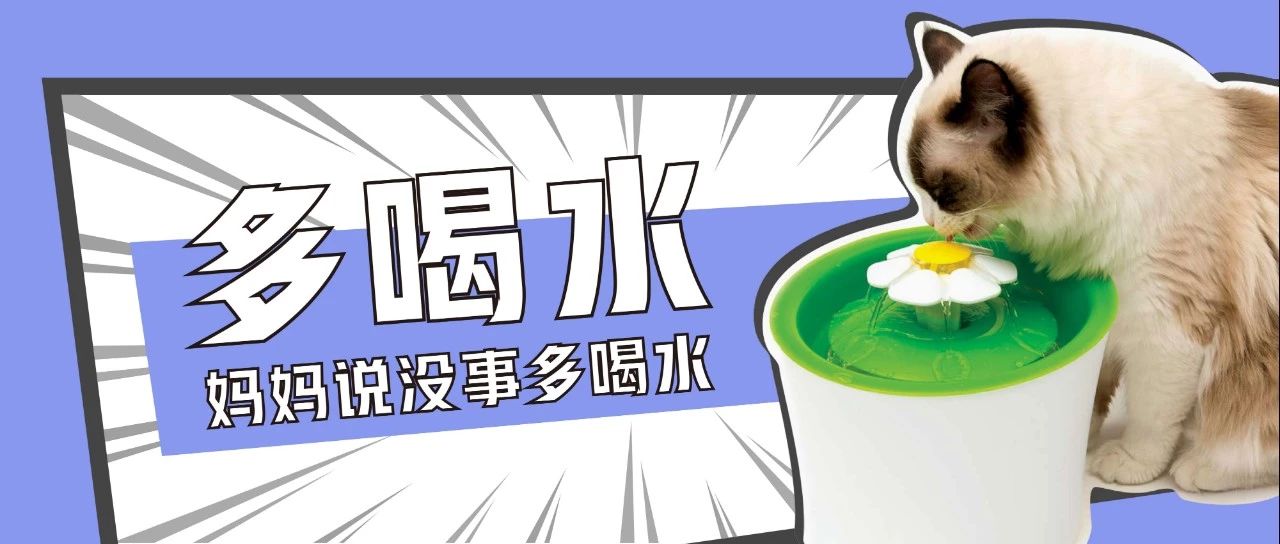 注意这6点让猫咪远离肾脏疾病,猫咪多喝水避免的疾病有哪些