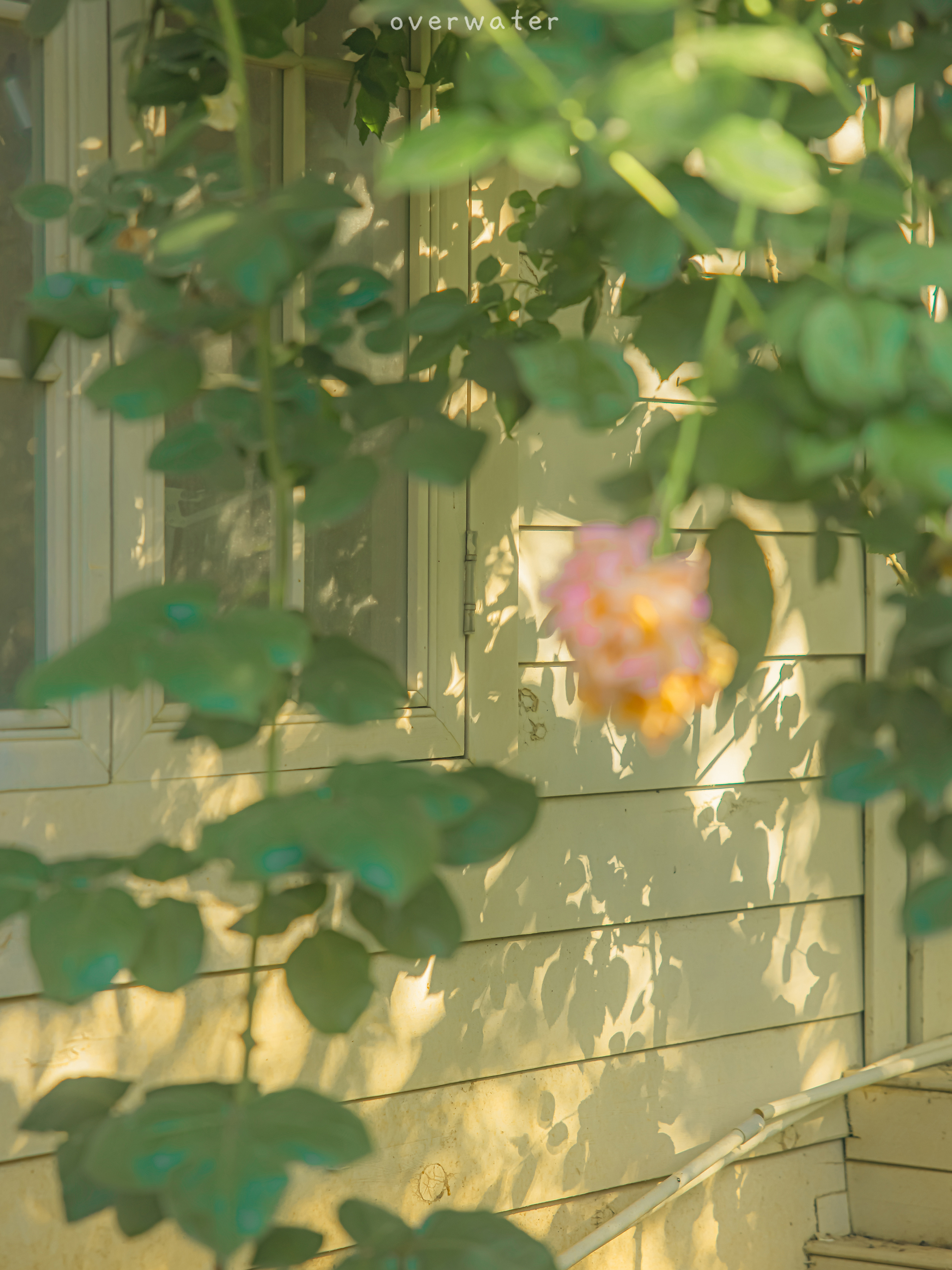 ipad治愈系壁纸超清动物,ipad壁纸唯美清新