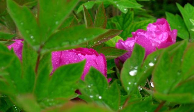 洛阳牡丹花摄影,中国牡丹花开摄影