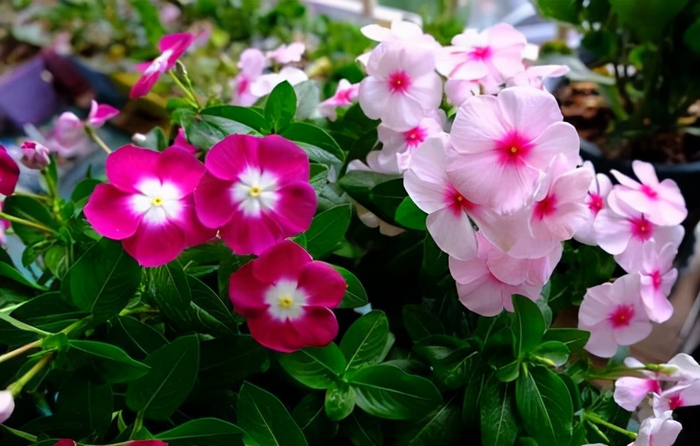 常见花卉养殖总汇,各种花卉植物养殖方法??