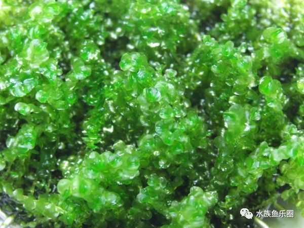 皇冠水草品种大全,亚马逊水草品种