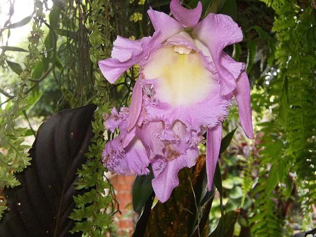 什么品种的卡特兰值得养,洋兰之王