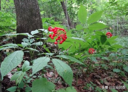 就是这么“牛”！吉林省这些特产入选中欧地理标志协定保护名单