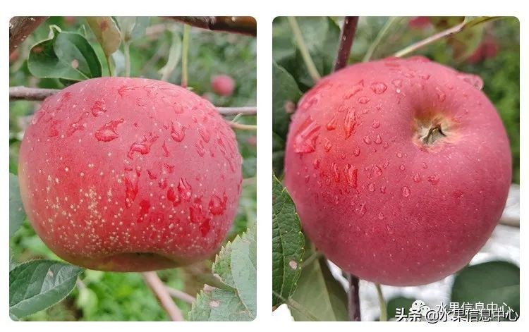 目前最有发展前途的早熟苹果品种,现在最好的富士苹果是什么品种