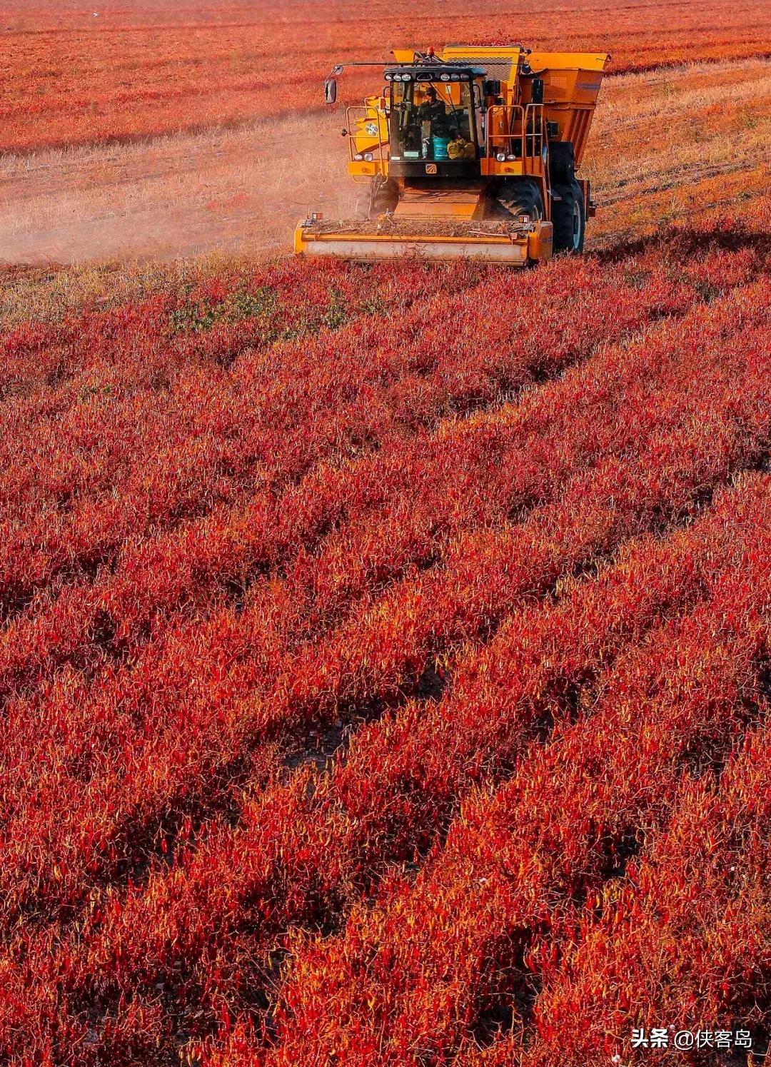 侠客岛：乡愁里的中国