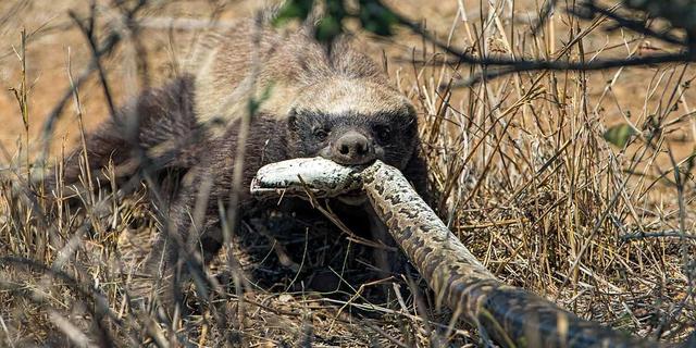 非洲岩蟒是平头哥天敌？平头哥怒啃岩蟒，展示“非洲一哥”的实力