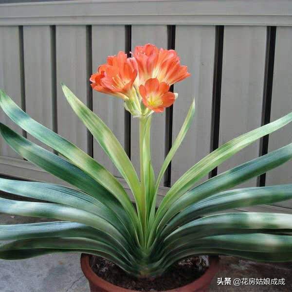 君子兰夹箭只需一招就能解决,发现君子兰夹箭把花箭剪掉可以吗