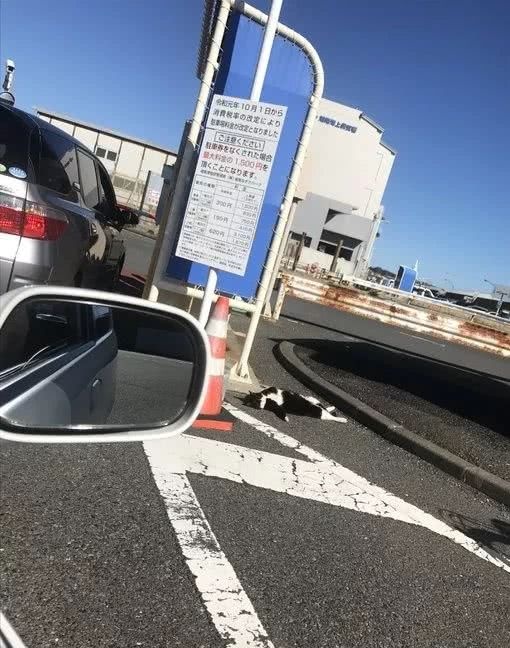 猫咪到底是什么样的猫,猫到底是个什么物种至今还是个谜