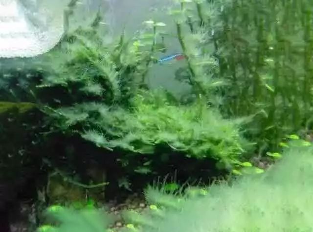 草缸常见10种藻类的解决方法,怎么培养草缸里面的藻类