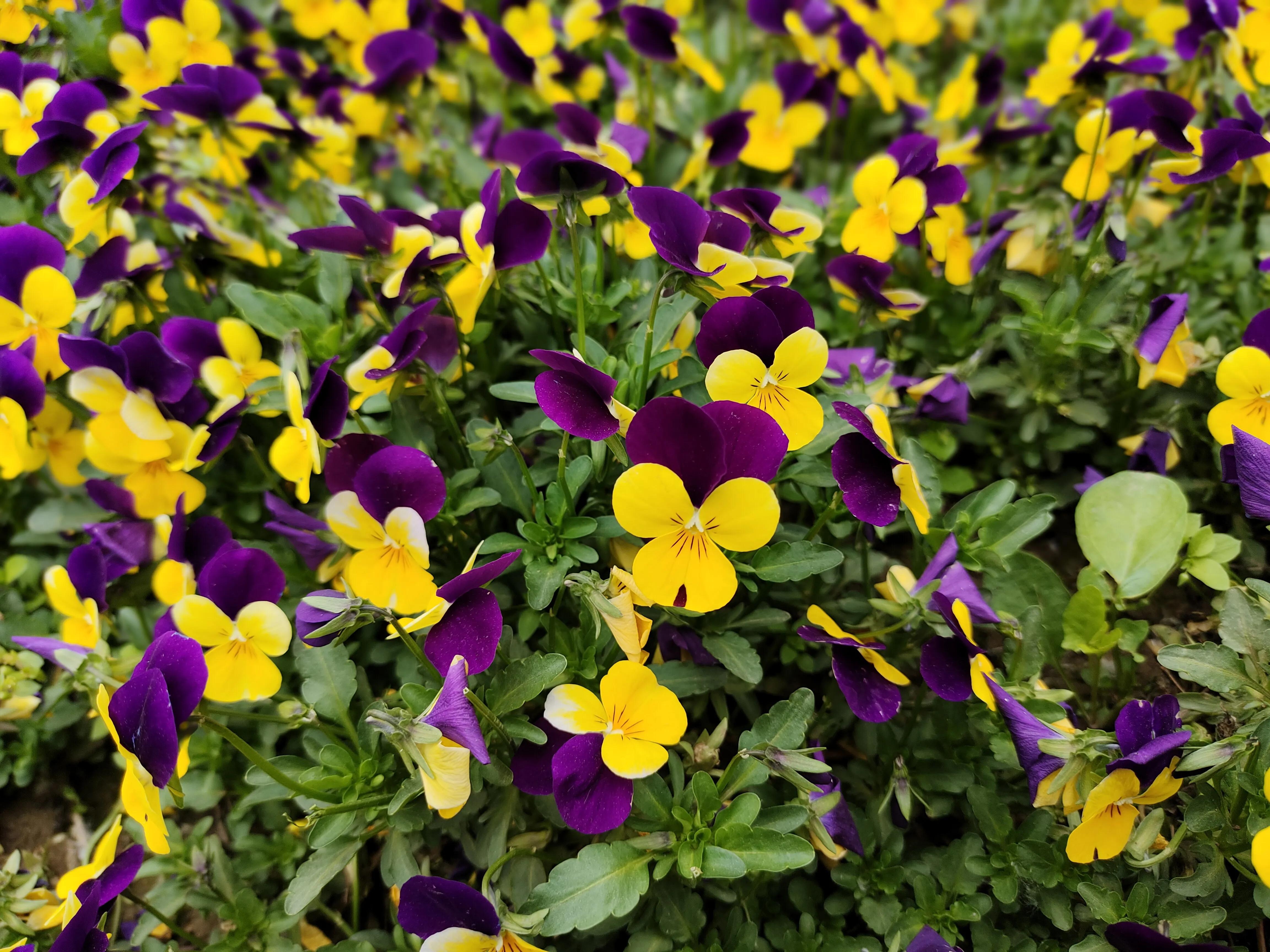 植物标本创意手工作品制作视频,植物标本手工创意