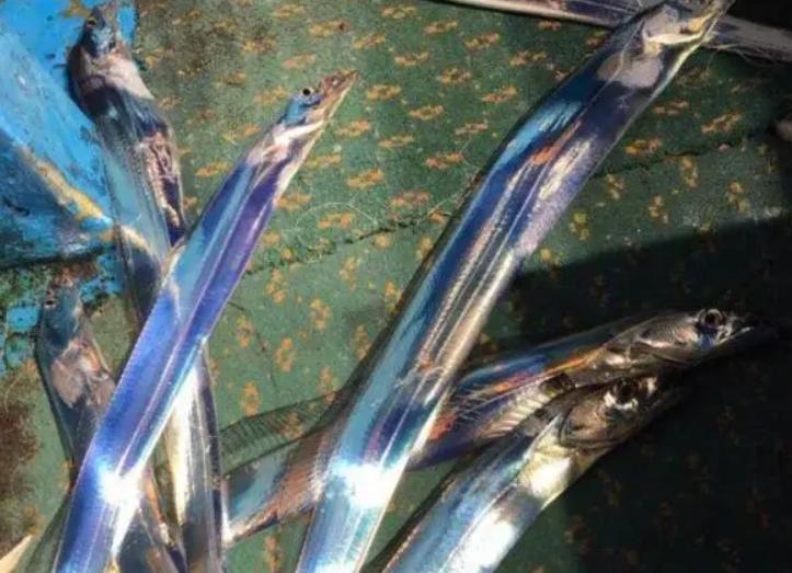 为过收费站,浙江一司机生吃带鱼证新鲜,带鱼真的一出水就死?